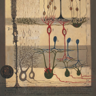 embed image