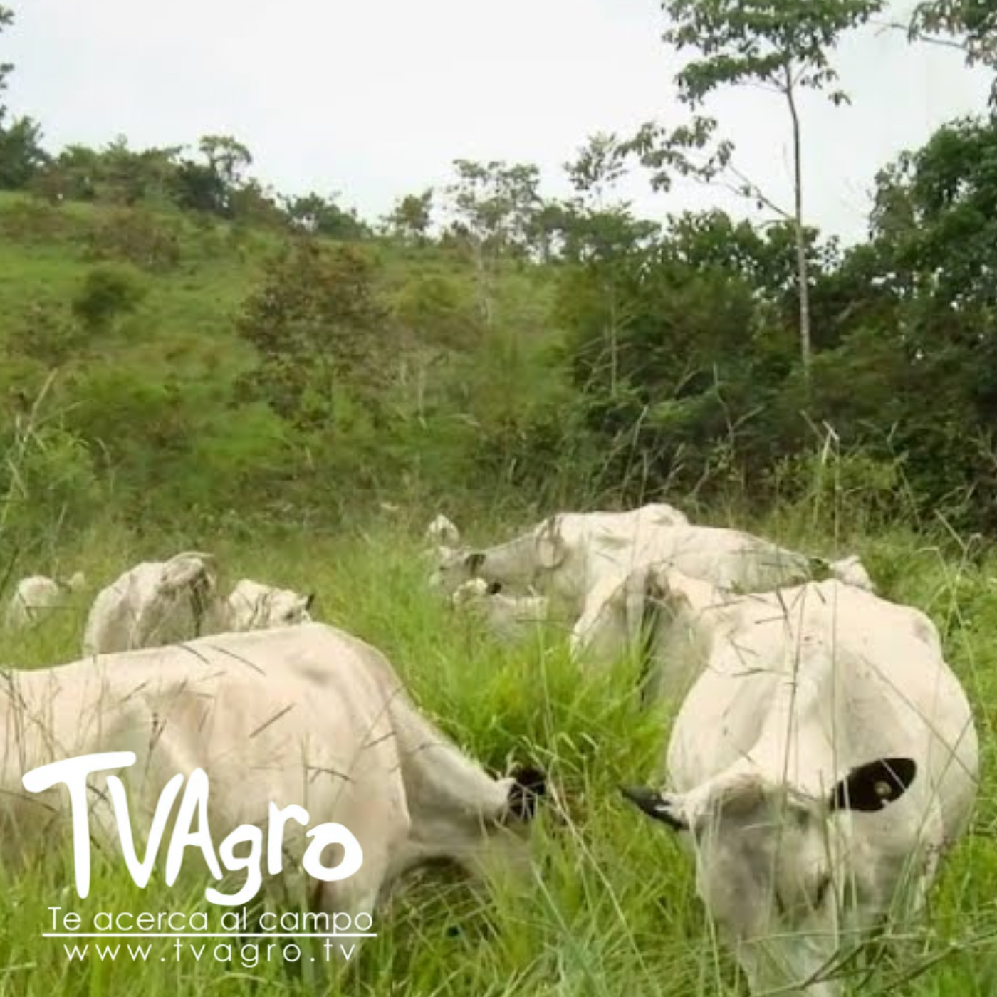 TV AGRO