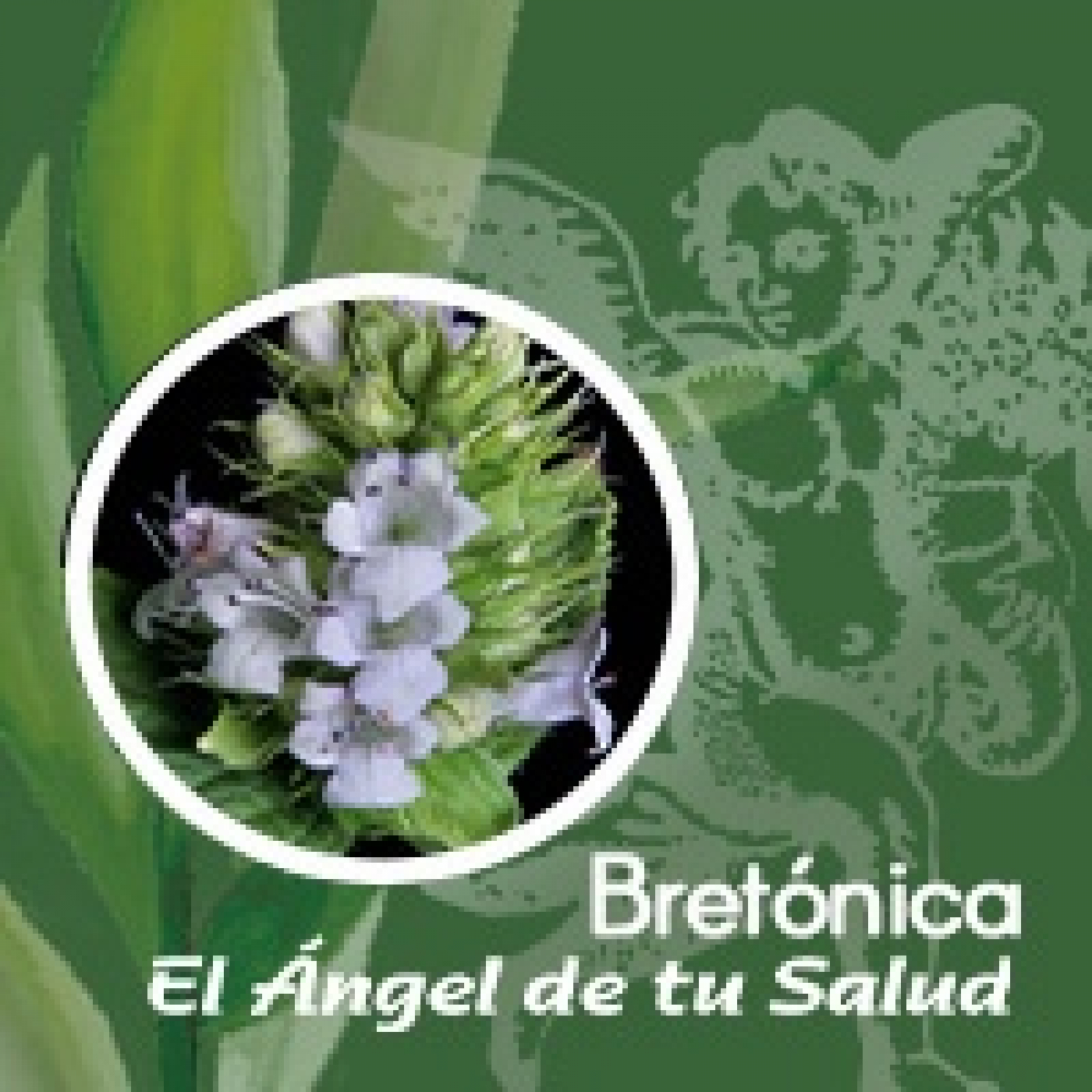 El Ángel de tu Salud - Bretónica **