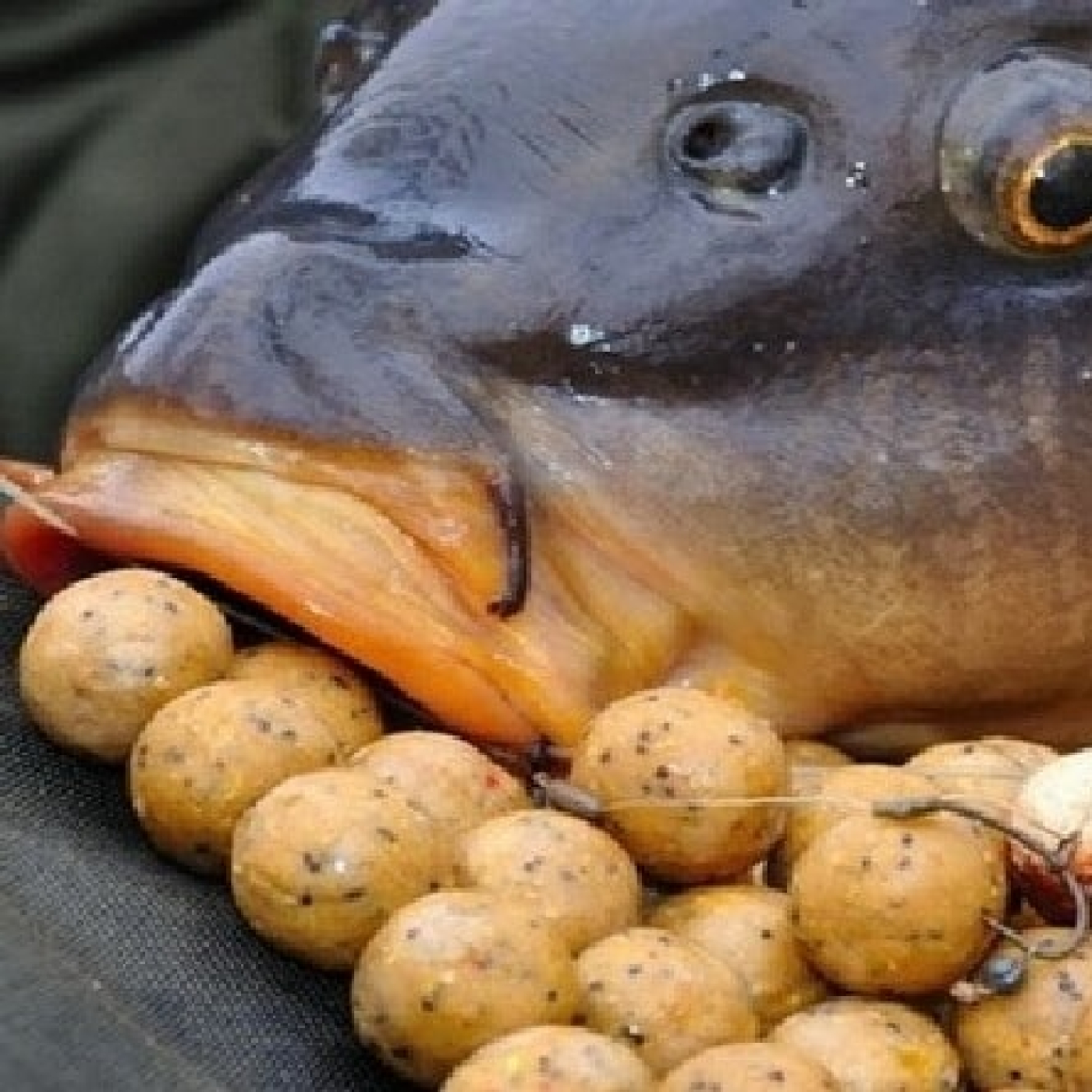 Rio de la Vida pesca