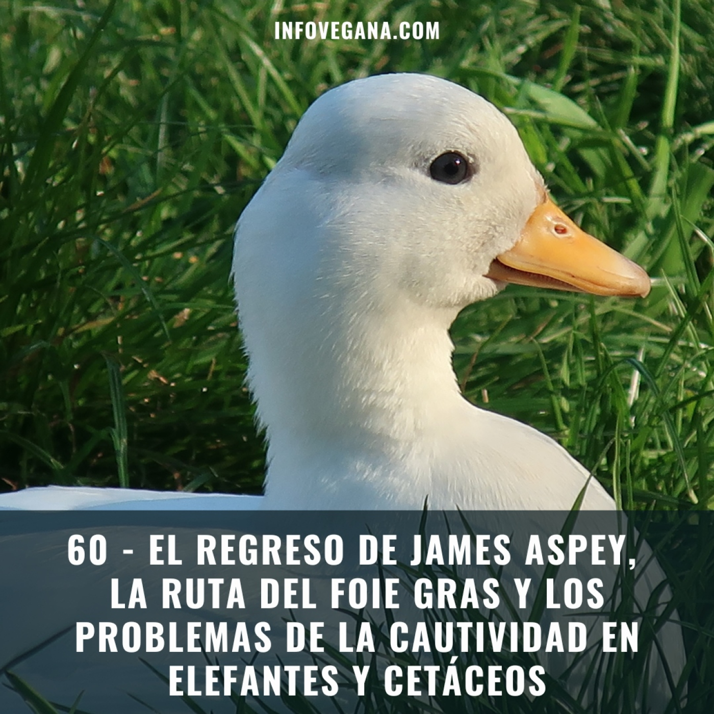 Infovegana, podcast de veganismo y sostenibilidad