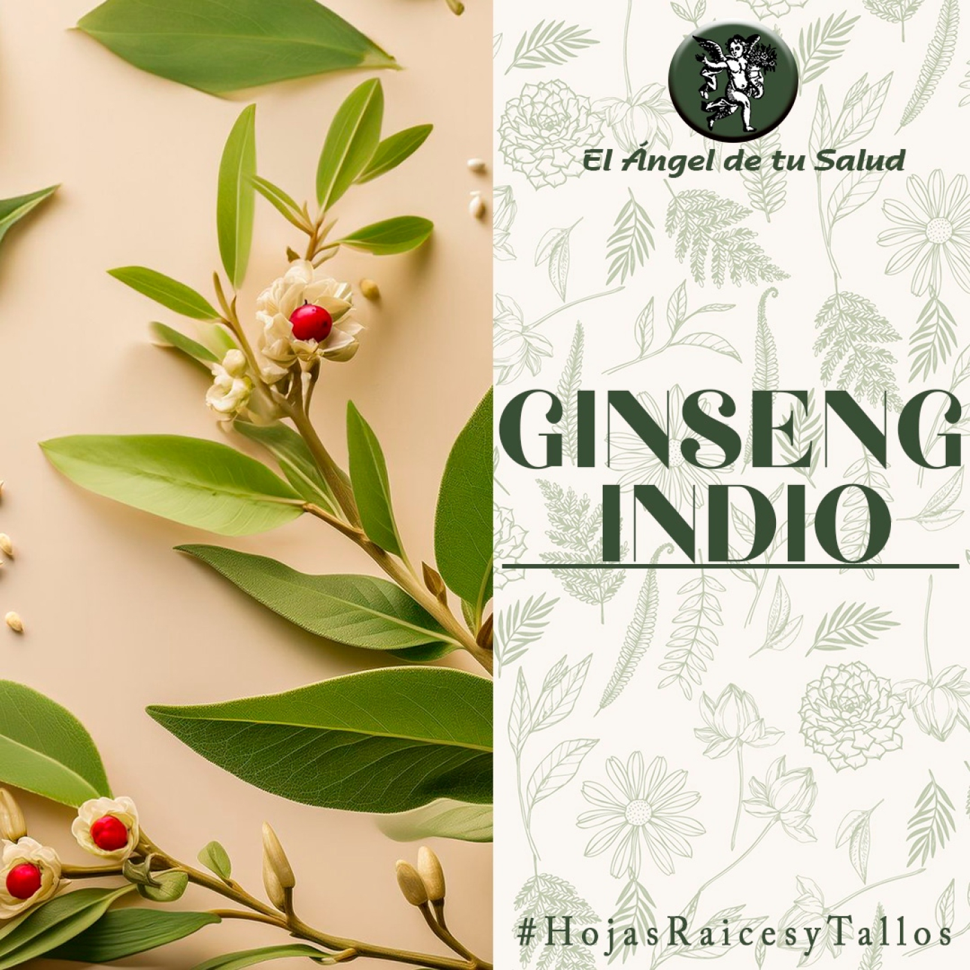 El Ángel de tu Salud - Ginseng Indio** episode artwork