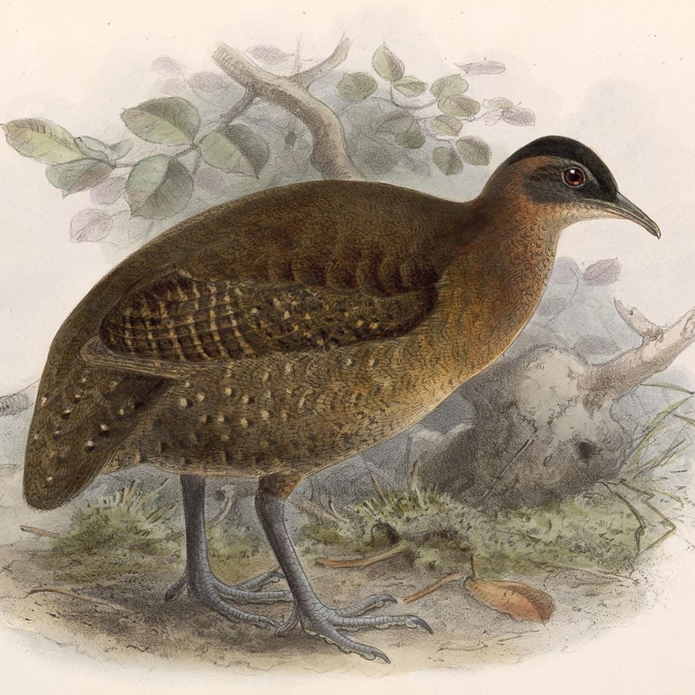 Estudio de Aves Ecojugando