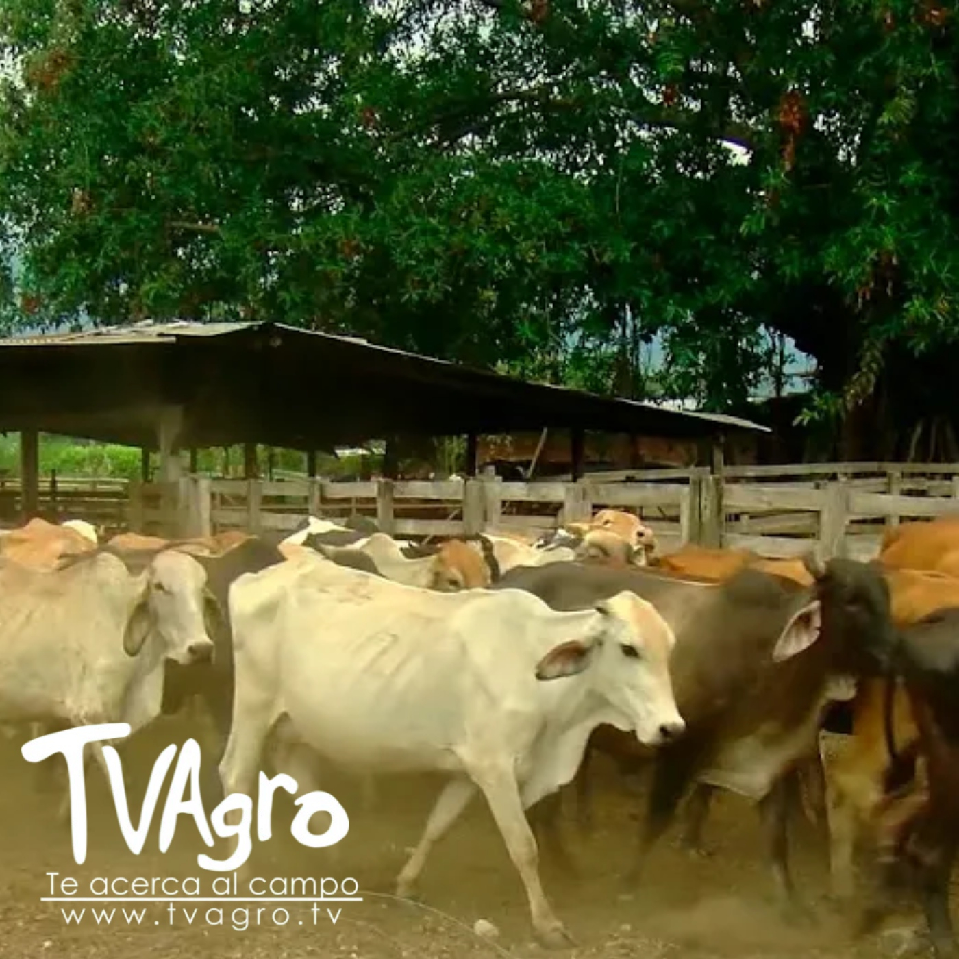 TV AGRO