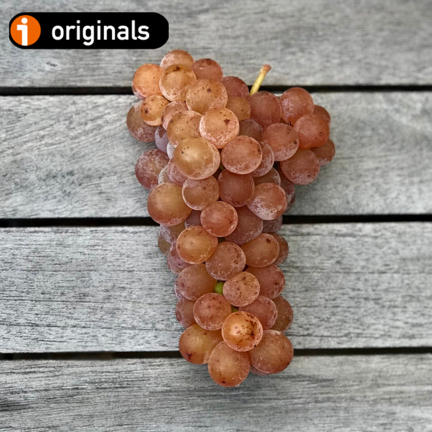 VINO PARA CAMALEONES