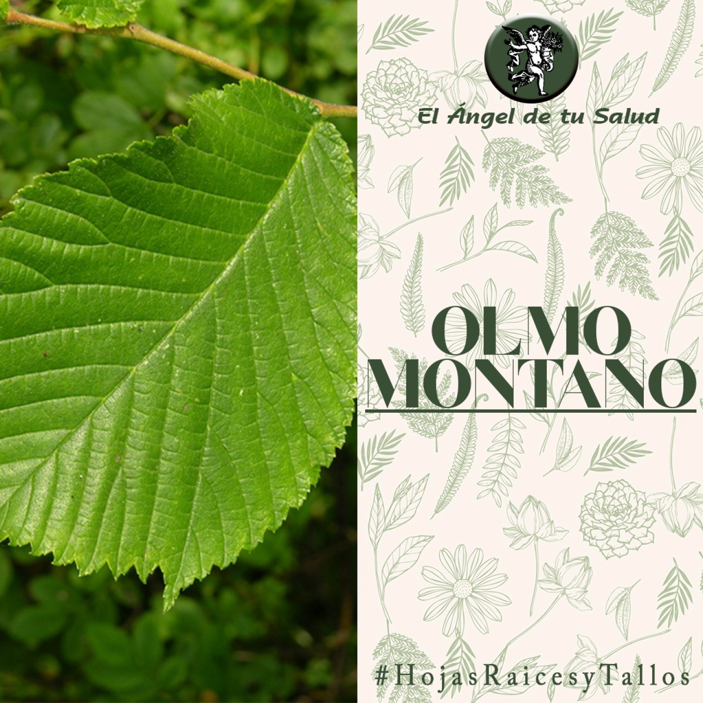 El Ángel de tu Salud - Olmo Montano** episode artwork