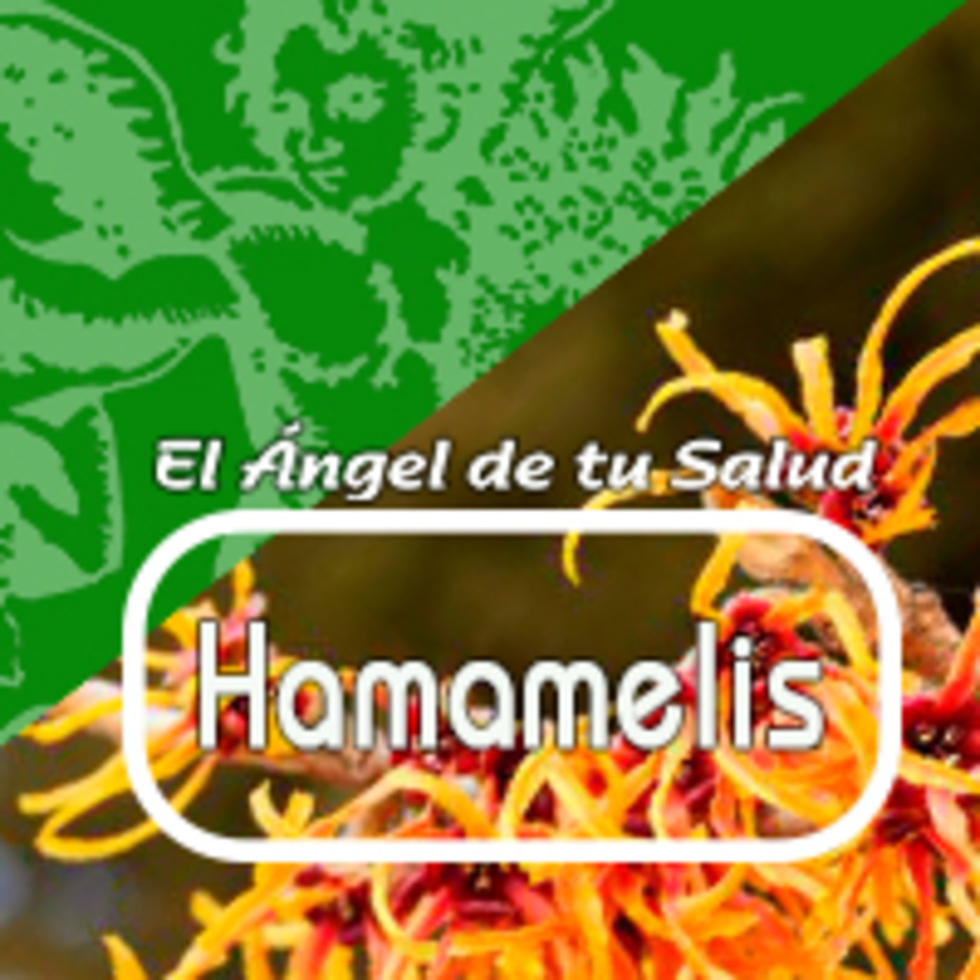 El Angel de tu Salud - HAMAMELIS