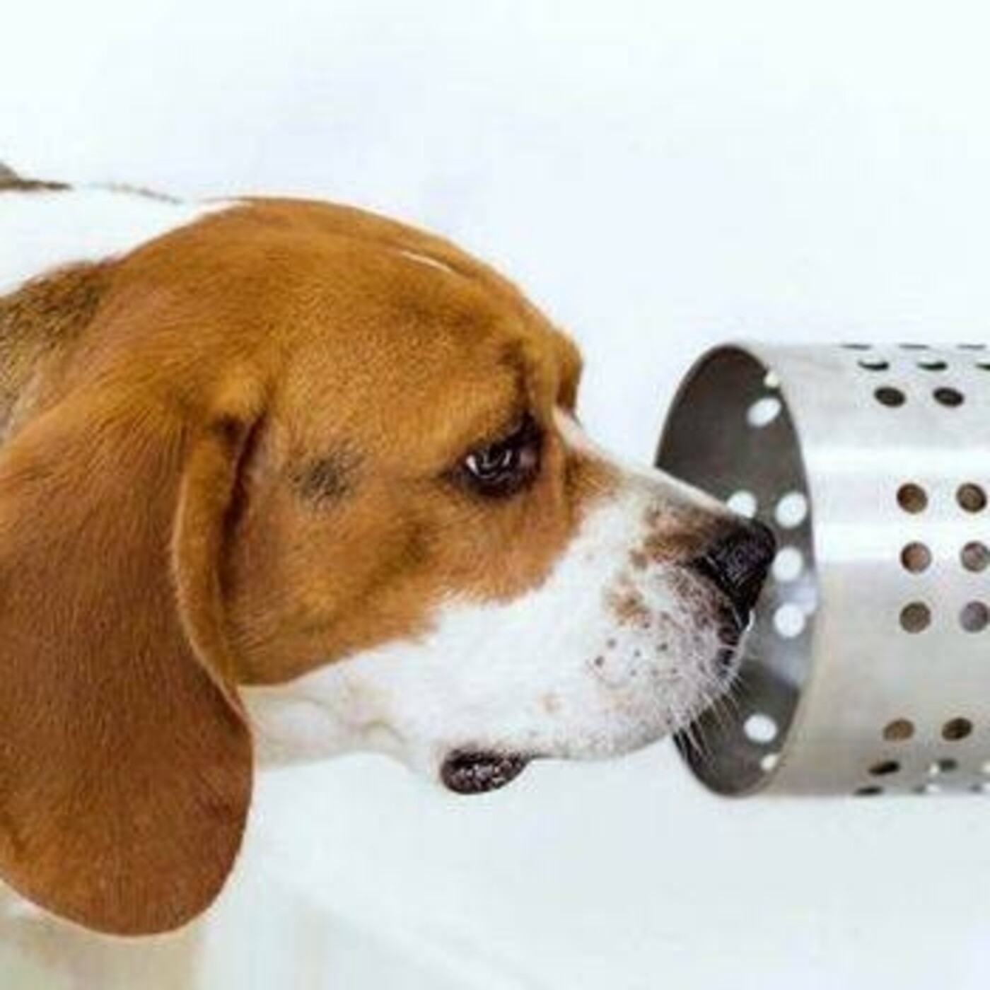Podcast Mascotero - Mundo animal