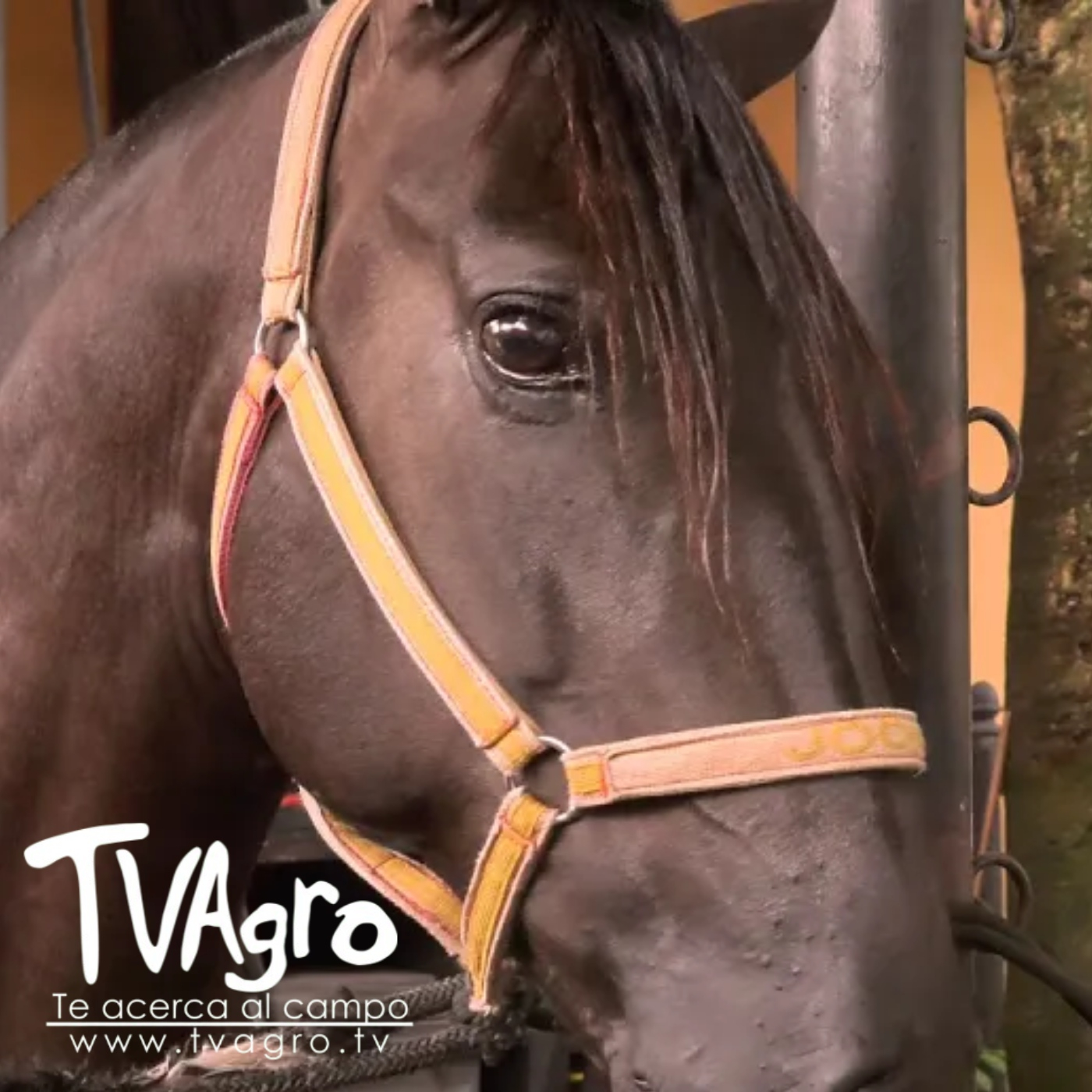 TV AGRO