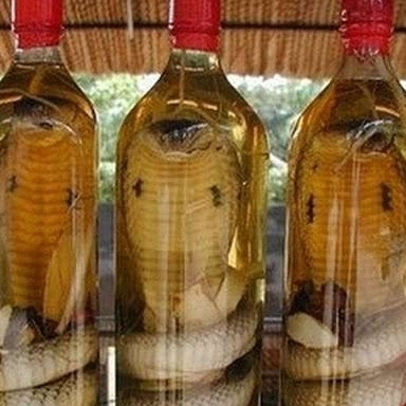 lamochilaquellevo