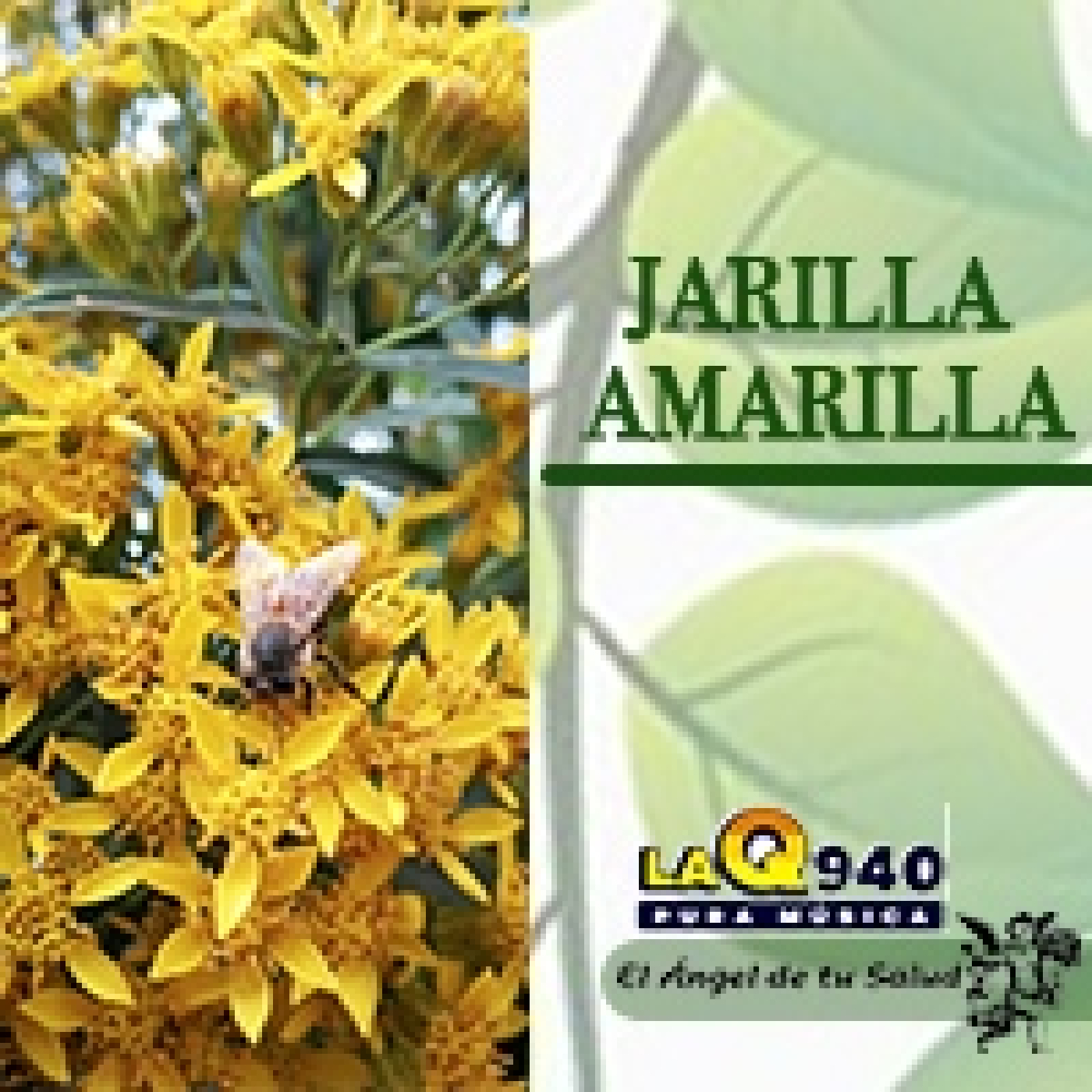 El Ángel de tu Salud - Jarilla Amarilla** episode artwork