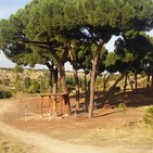 Enlace Informativo 17 enero 2019 (Protección pinos Valdebebas e investigación de la tala y noticias del norte de Madrid)