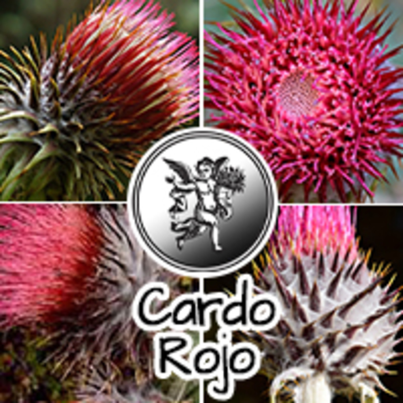 El Angel de tu Salud - CARDO ROJO*