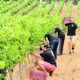 Vins de Castelló