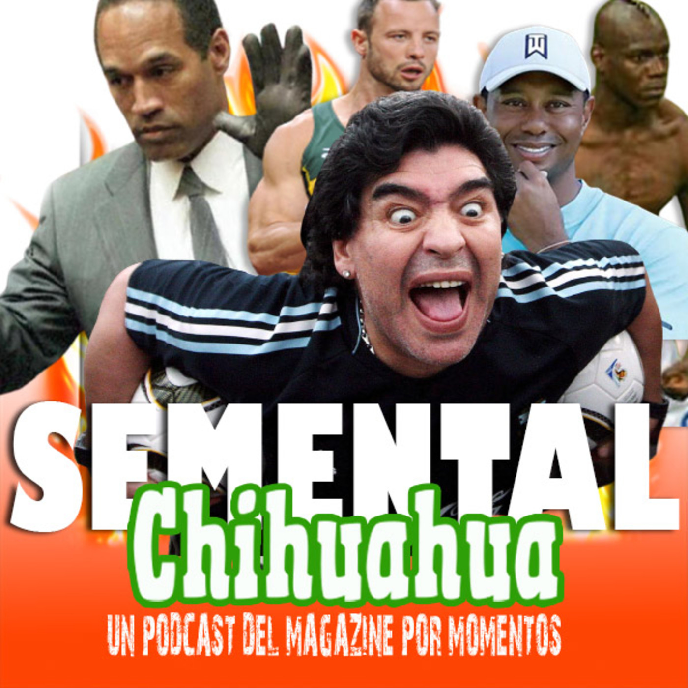 Semental Chihuahua
