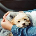 Seguros para mascotas y la historia de San Antón