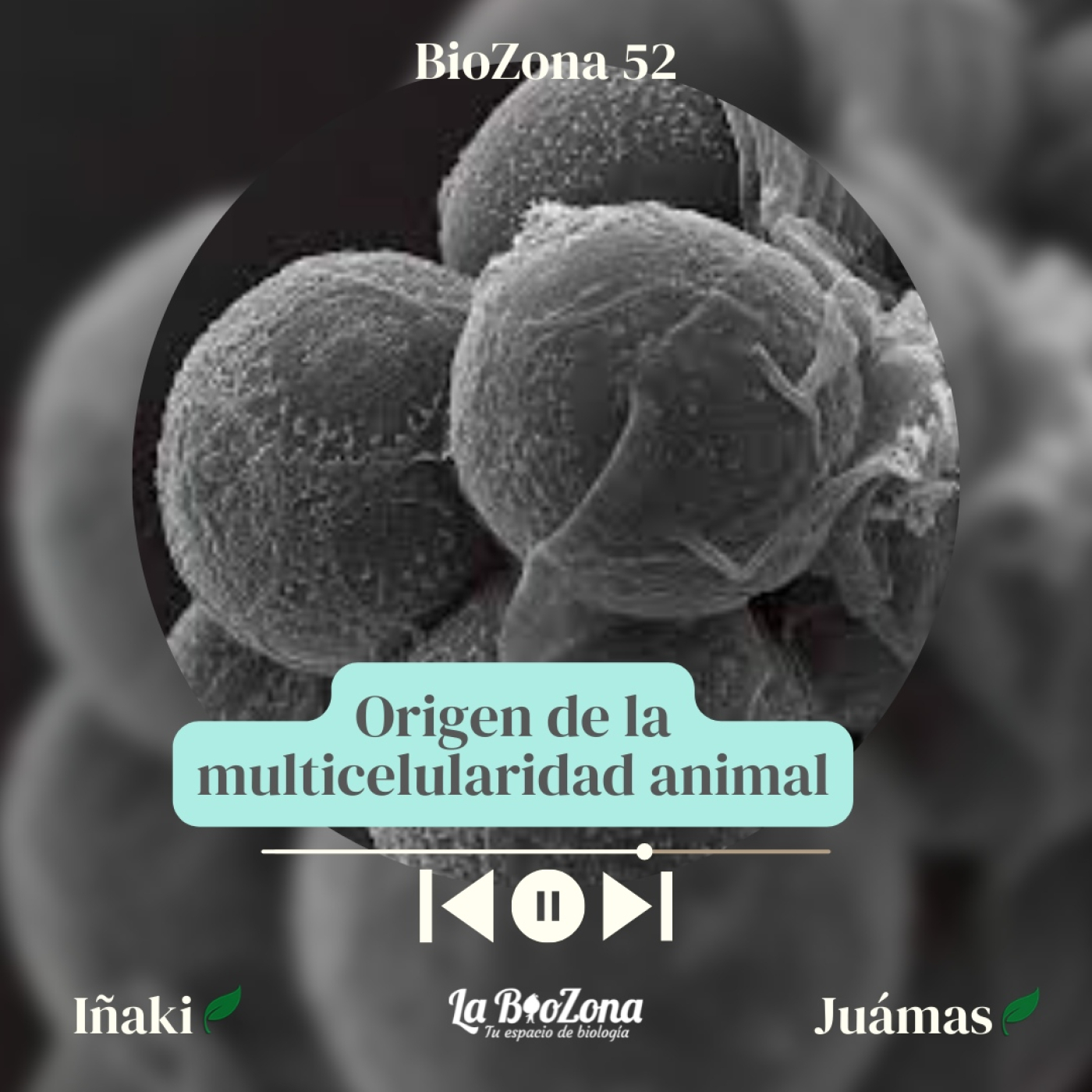 Biozona 52. Origen de la multicelularidad animal episode artwork