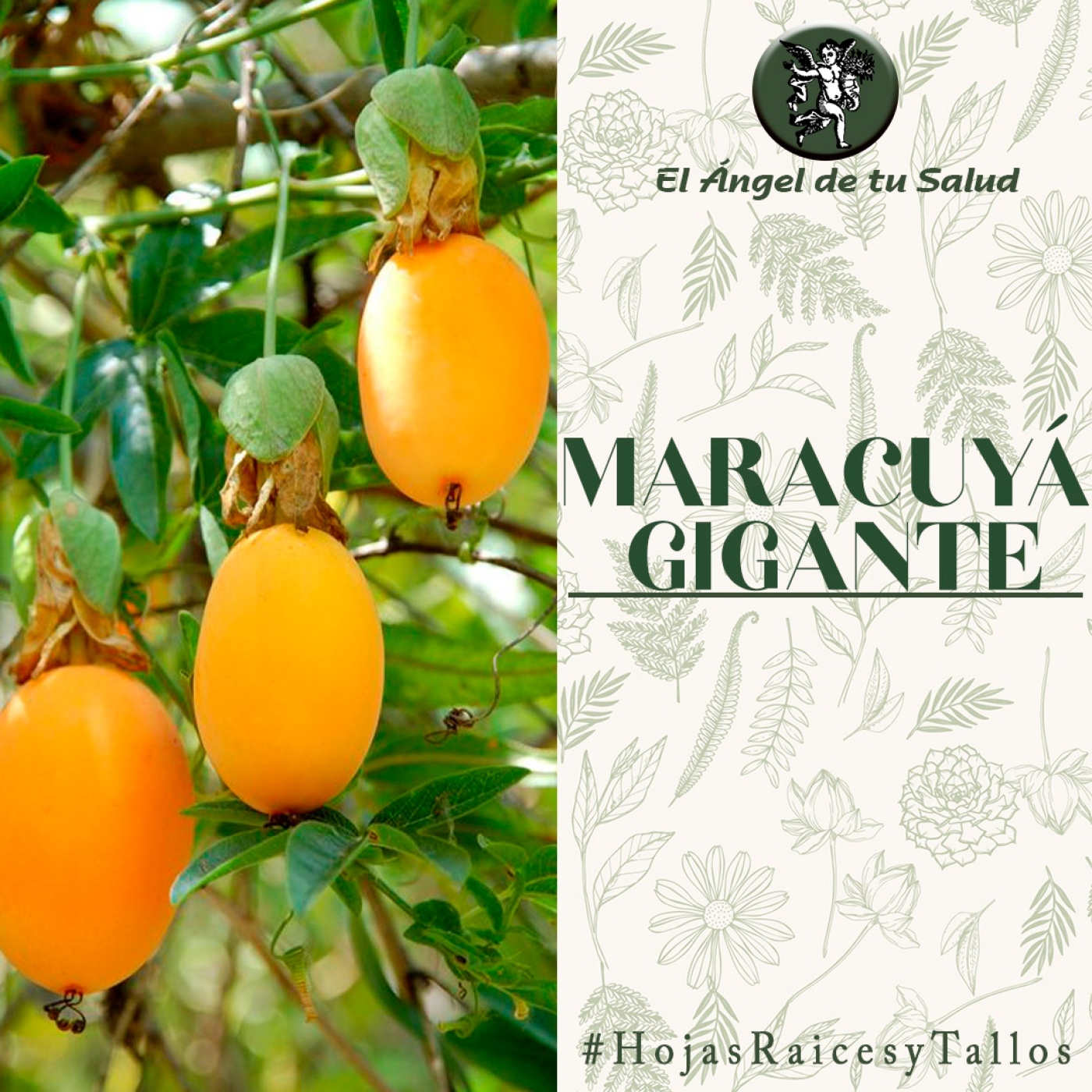 El Ángel de tu Salud - Maracuyá Gigante** episode artwork