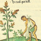 Hierbas y vegetales curiosos