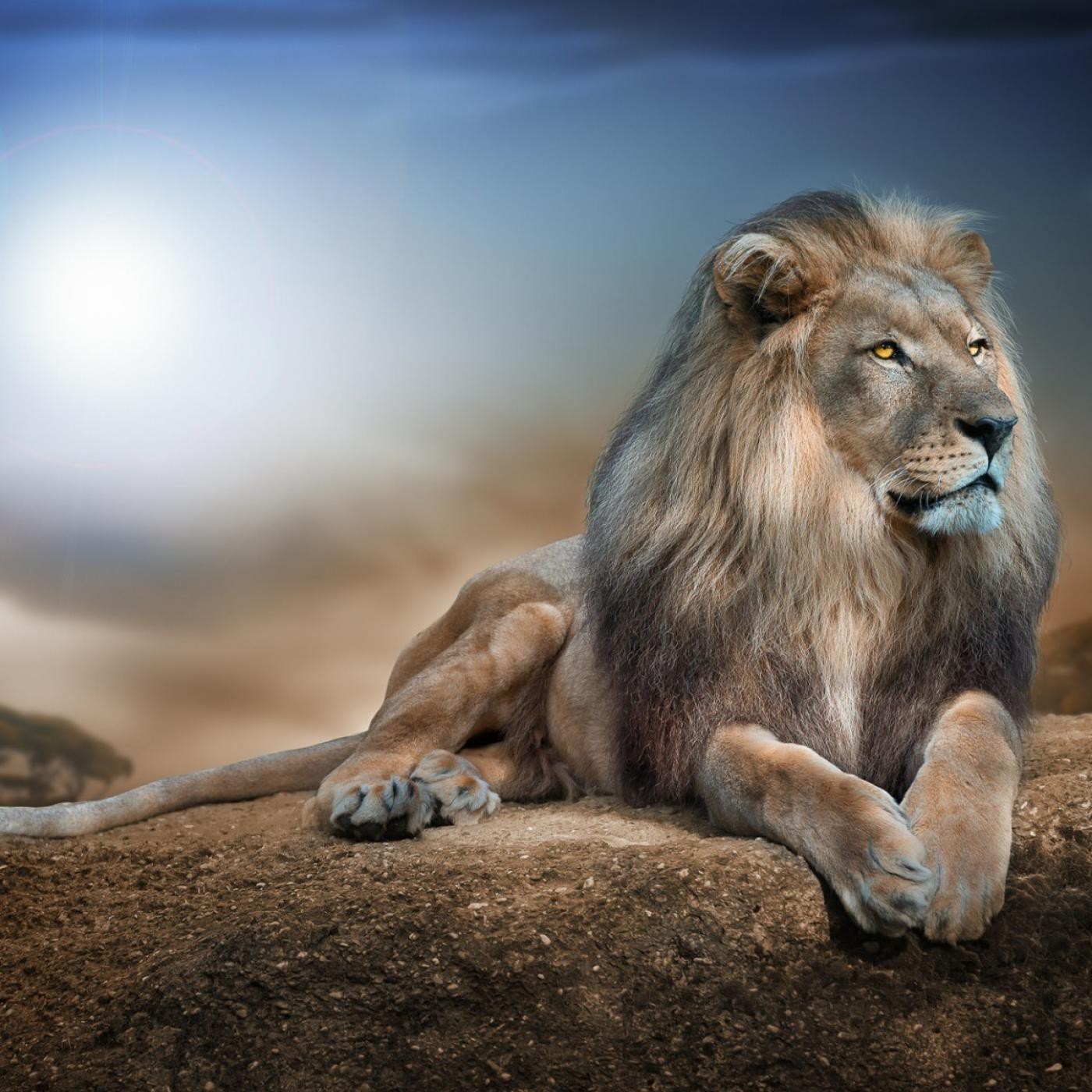 Inka Tuaria Contenidos