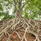 El método SCRA: investigando desde la raíz