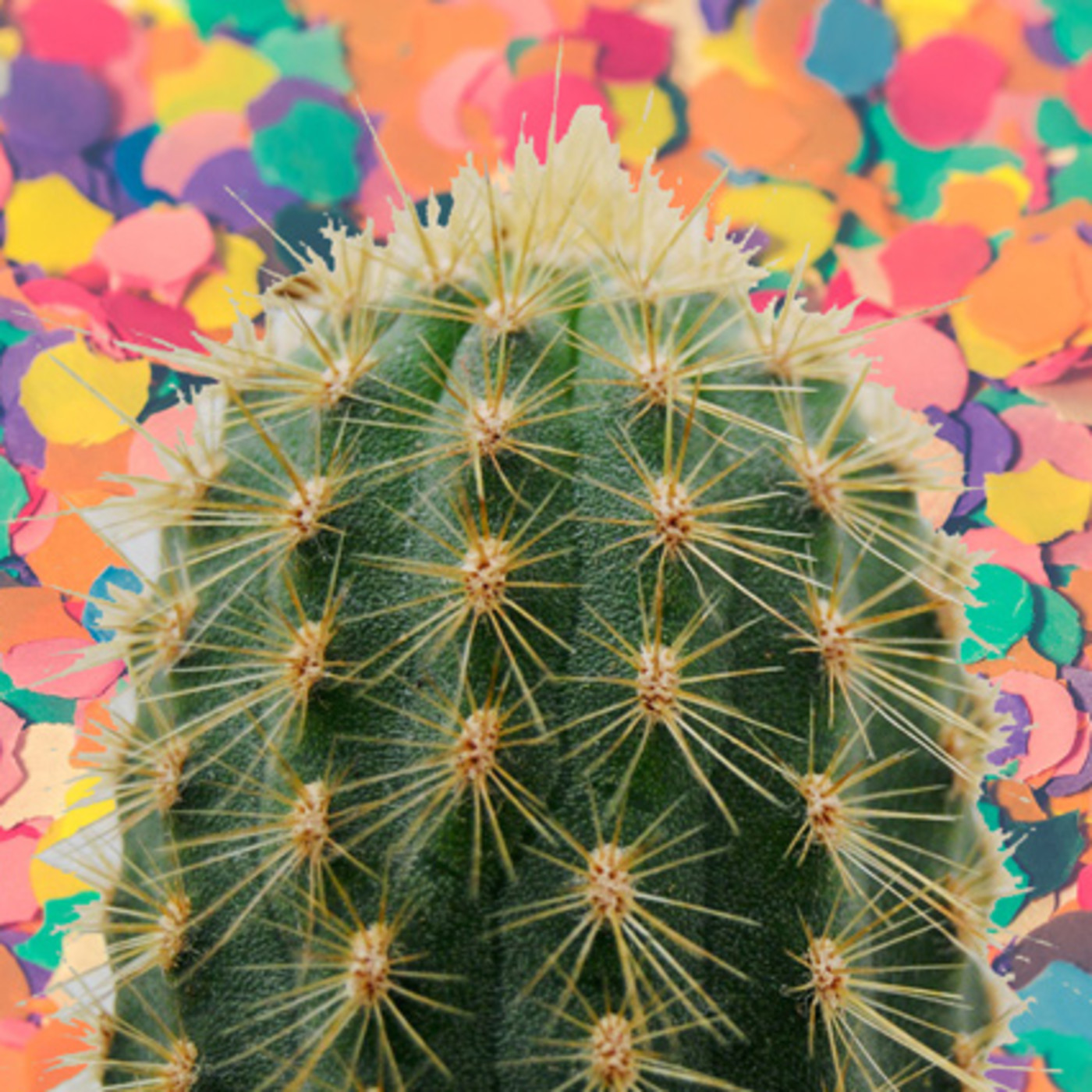 Cactus Confetti