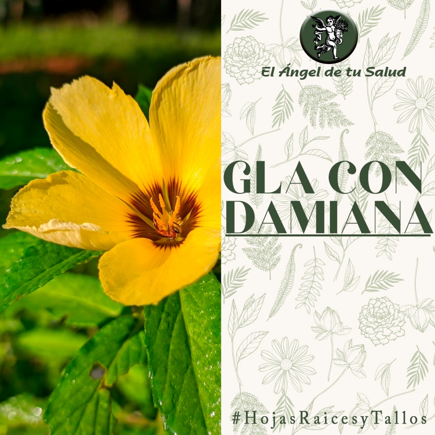 El Ángel de tu Salud - GLA con Damiana** episode artwork