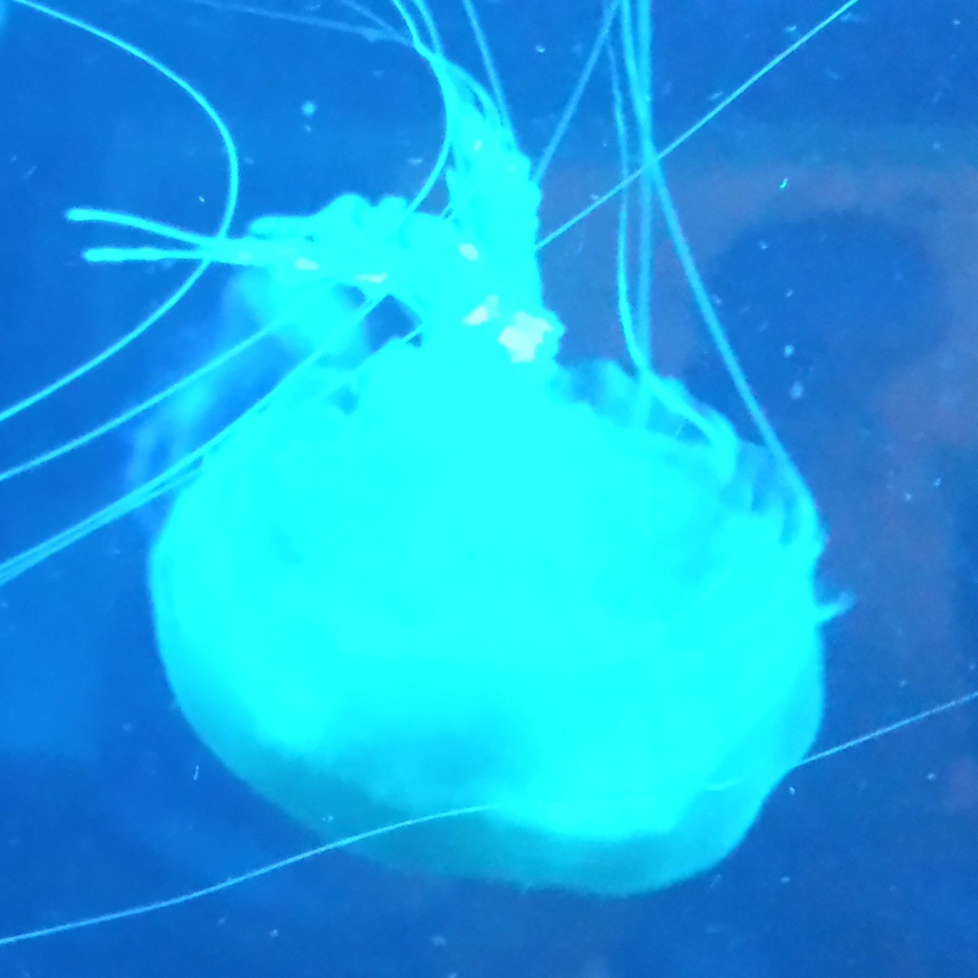 Nuestra Mente es Maravillosa