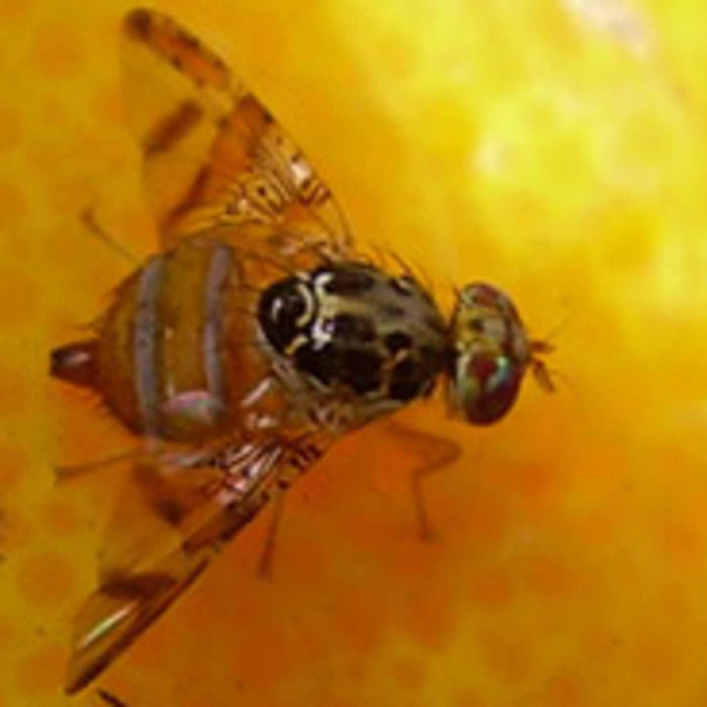 Podcast de Informe Granjero