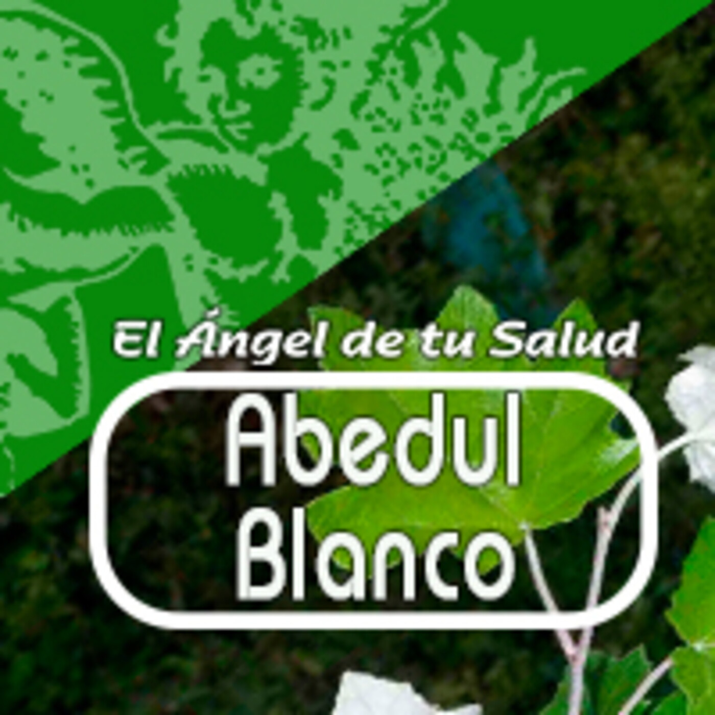 El Ángel de tu Salud - ABEDUL BLANCO*** episode artwork