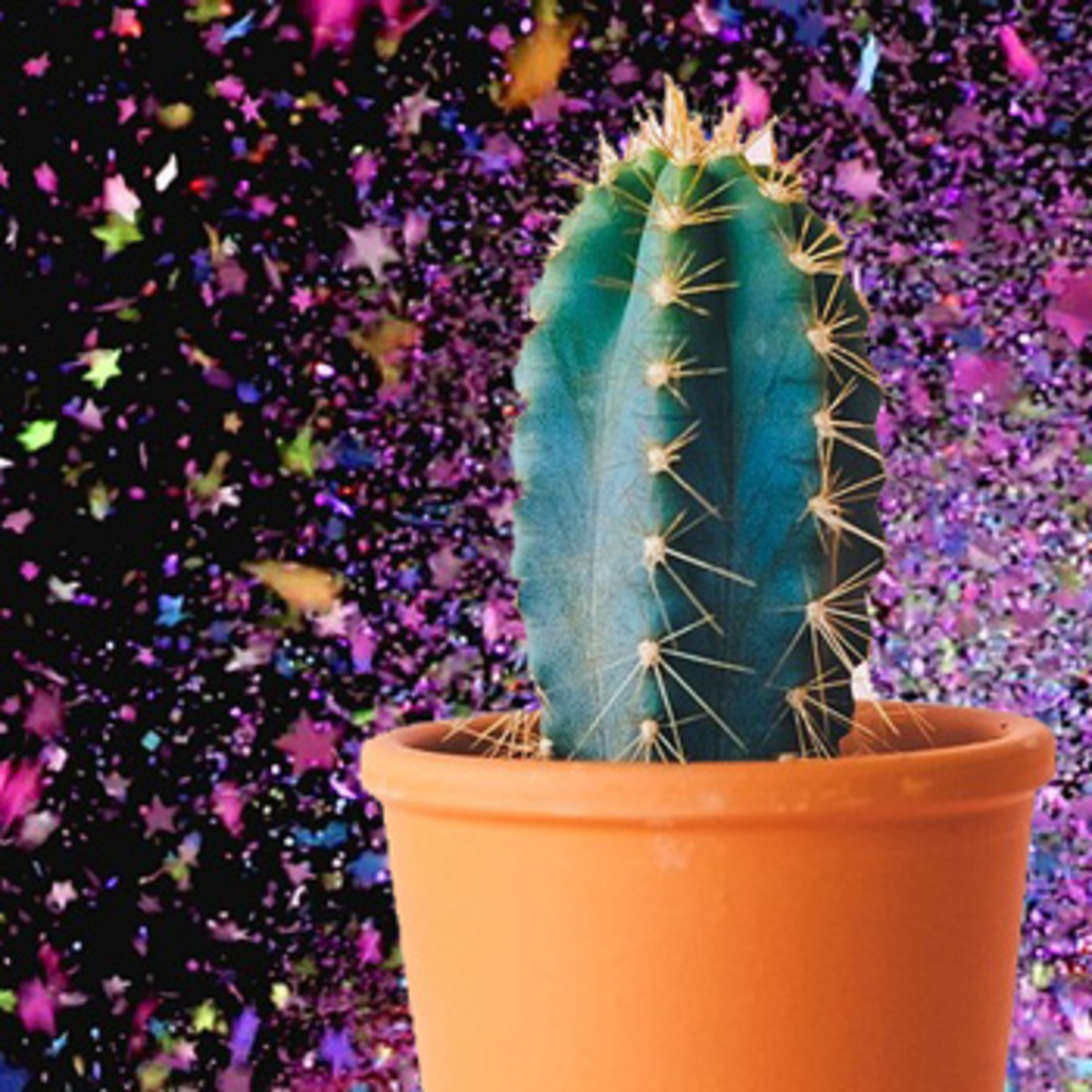 Cactus Confetti 31-Marzo-2020