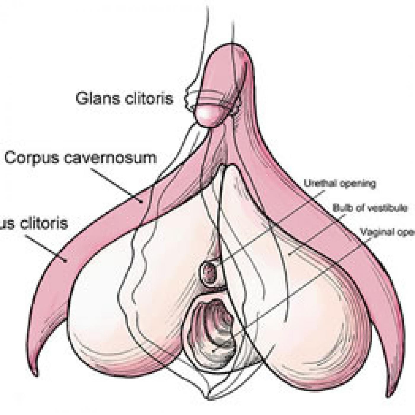 CLITORIS vs VAGINA, ¿DIFERENTES ORGASMOS? episode artwork