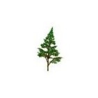 La primera forestación del planeta