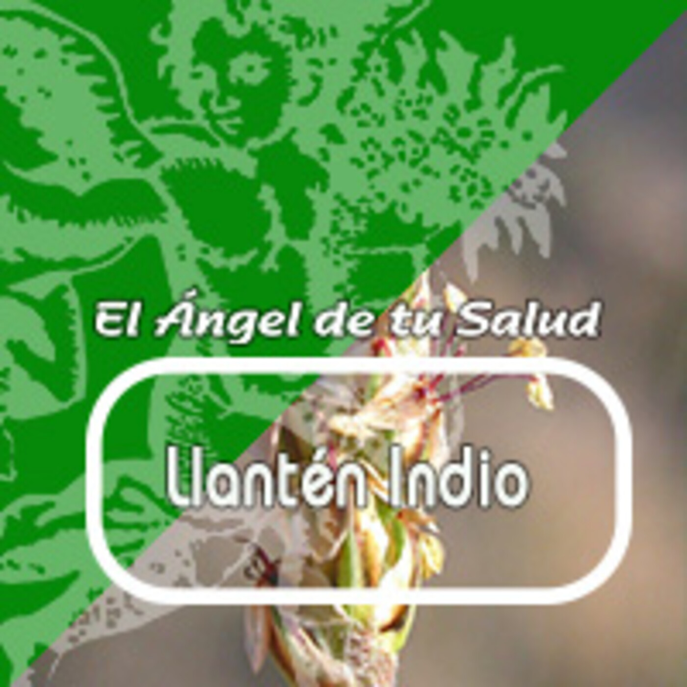 El Angel de tu Salud - LLANTÉN INDIO *** episode artwork