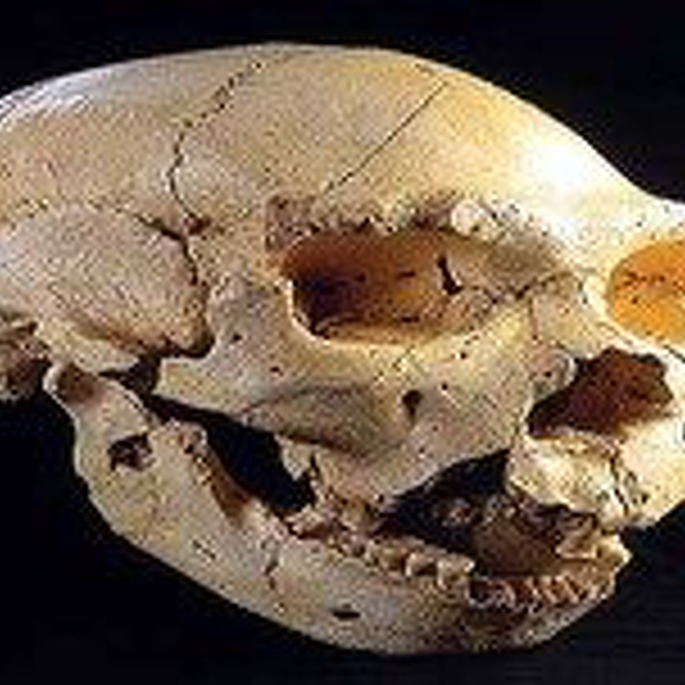 Atapuerca: laboratorio de la evolución humana. Entrev.a J.M Bermudez de Castro, Coodirector de Atapuerca.Prog 054. LFDLC episode artwork