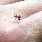 Mayaro y Usutu, los virus que amenazan tras el zika
