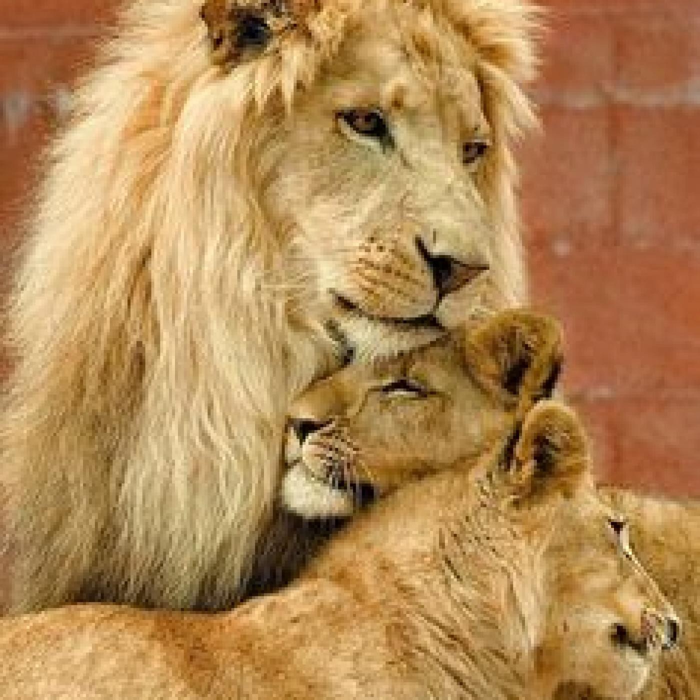 Inka Tuaria Contenidos