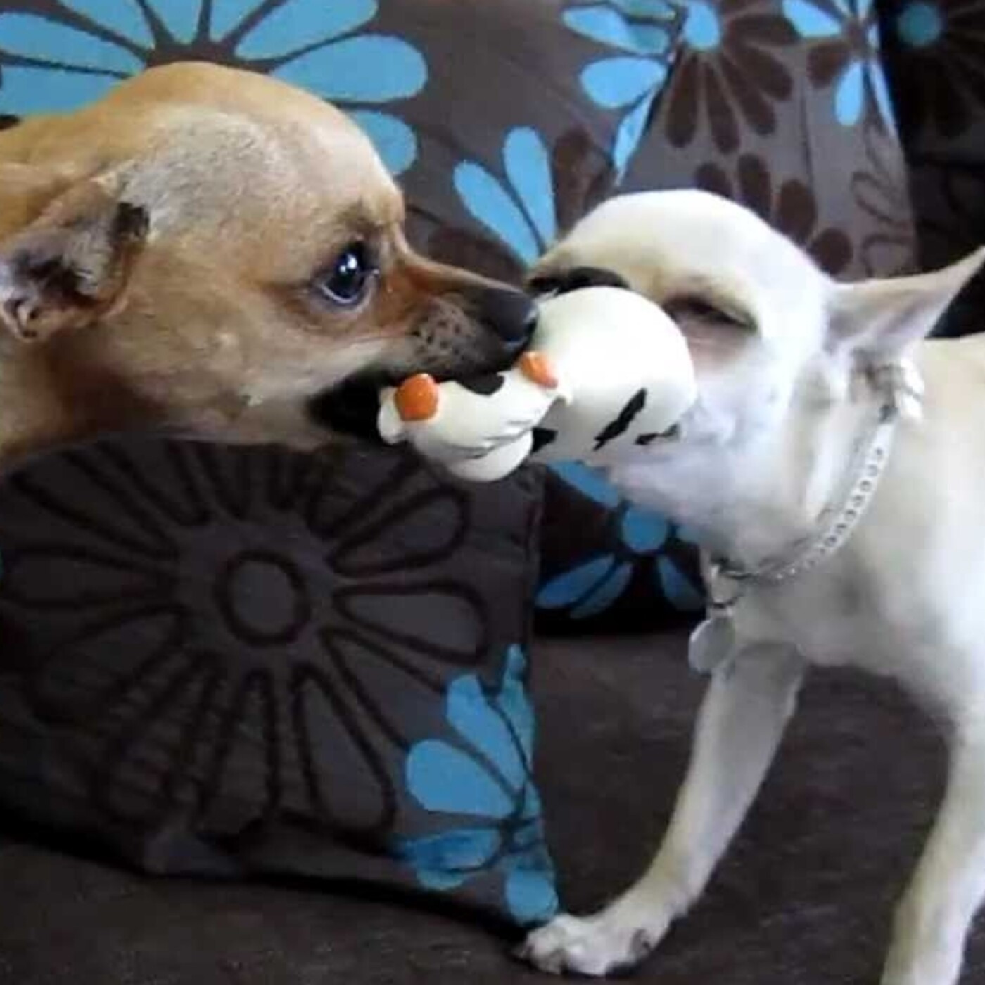 Semental Chihuahua