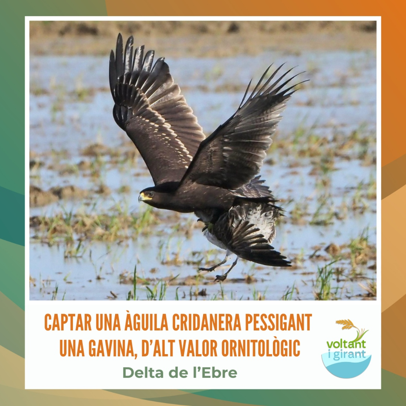 Captar una àguila cridanera pessigant una gavina, d’alt valor ornitològic episode artwork