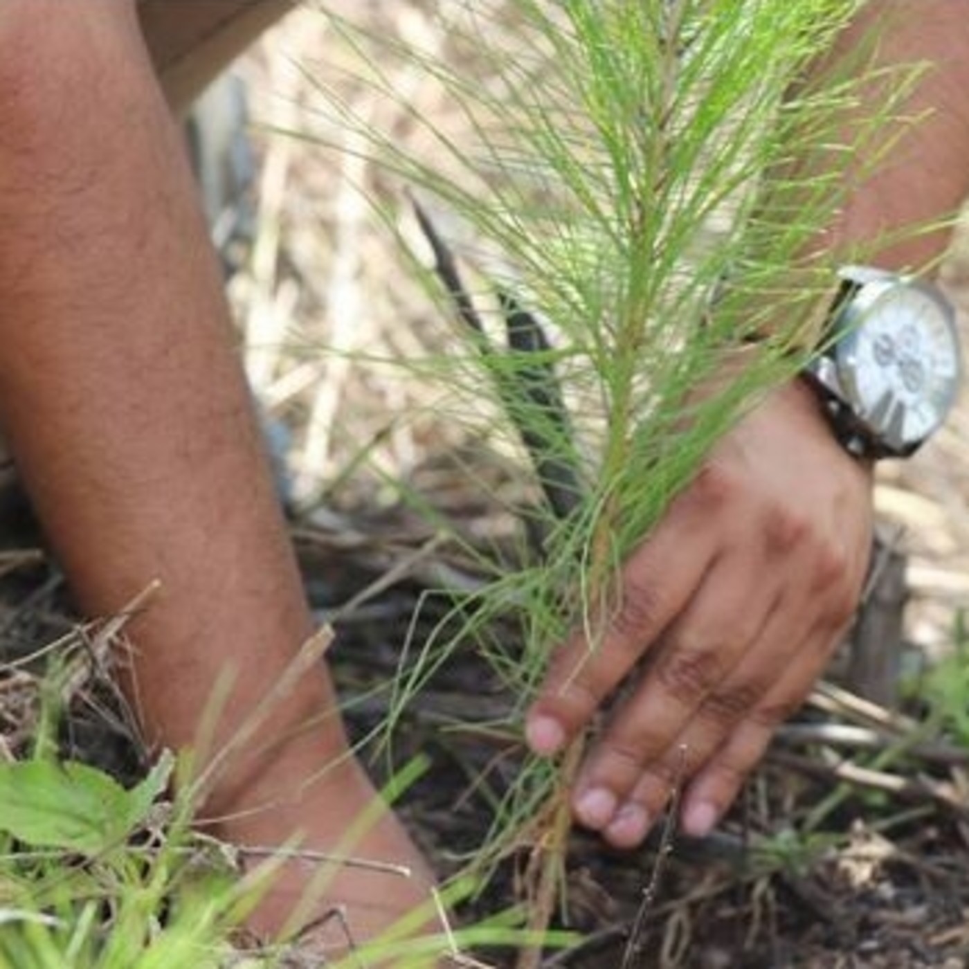 De Sol a Sol: Alternativas del manejo comunitario de los bosques en Honduras