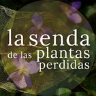La guirnalda perfumada: Viola odorata {La Senda de las Plantas Perdidas}