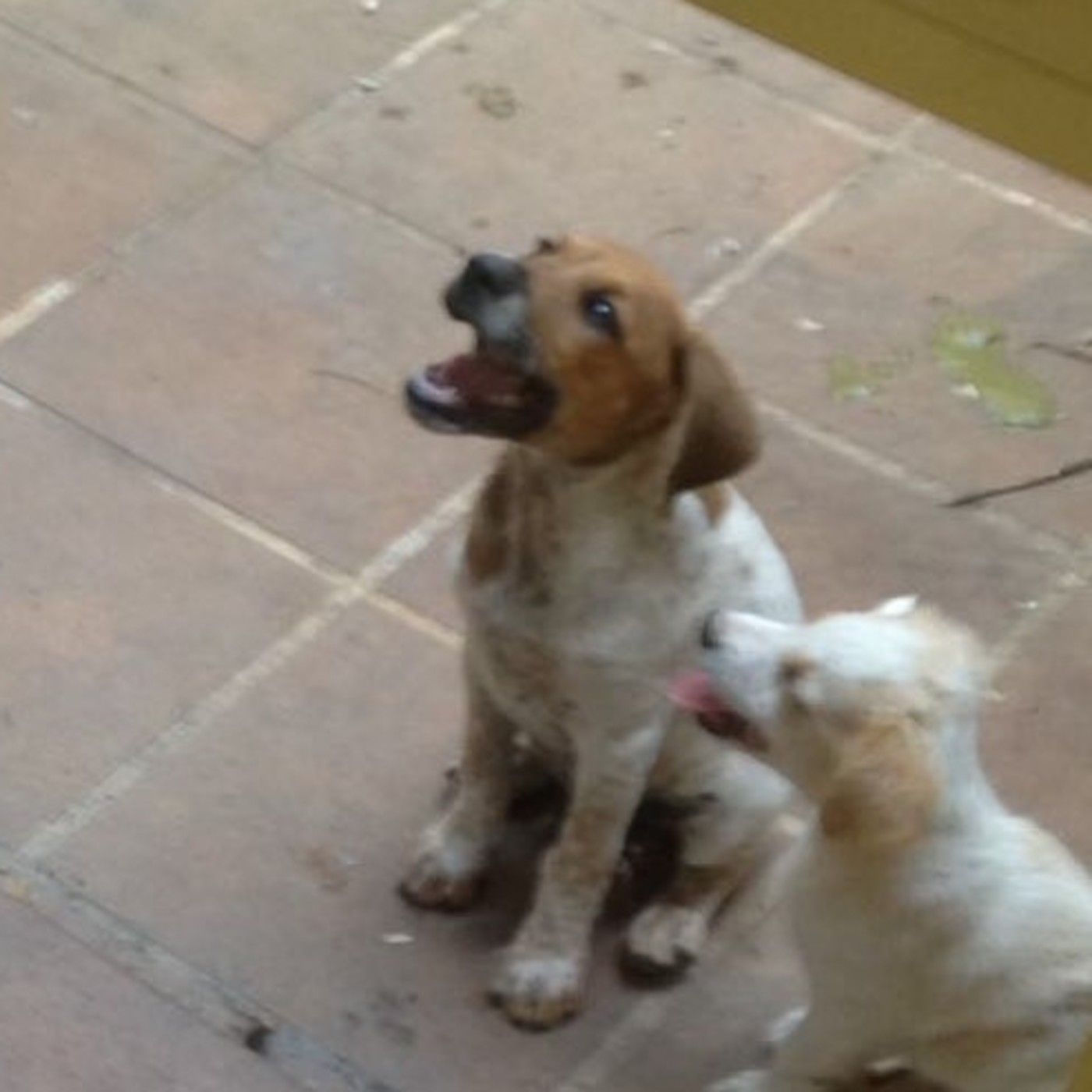 Castilla La Mancha Media - Guadalajara