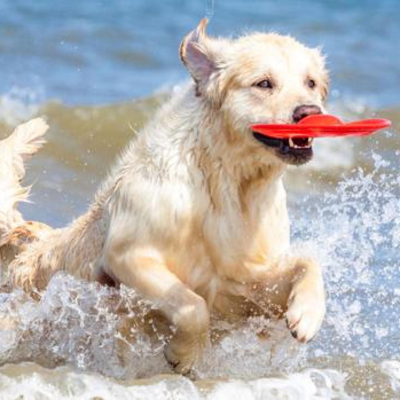 Nuestras Mascotas - Verano 1