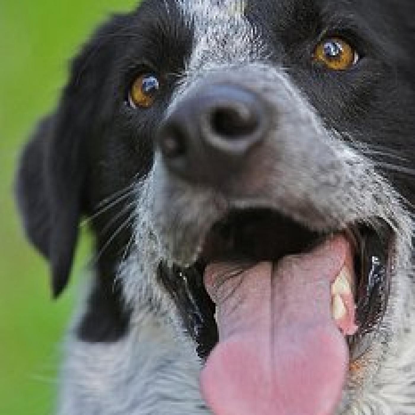 Podcast de Mi Perro Educado