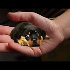 ¿ Que hacemos cuando llega un perro a nuestra casa?