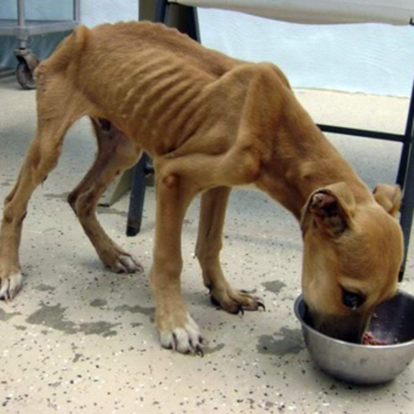 Nuestras Mascotas - Delgadez