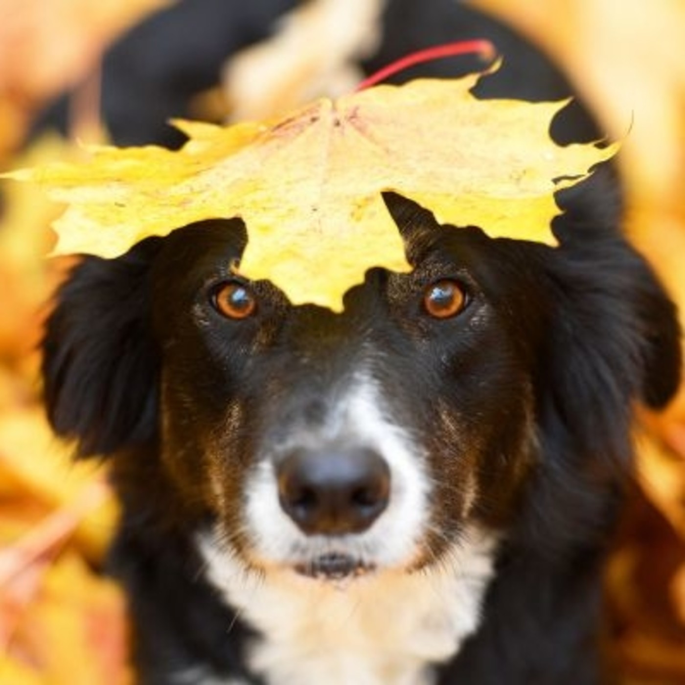 Nuestras Mascotas - En Otoño