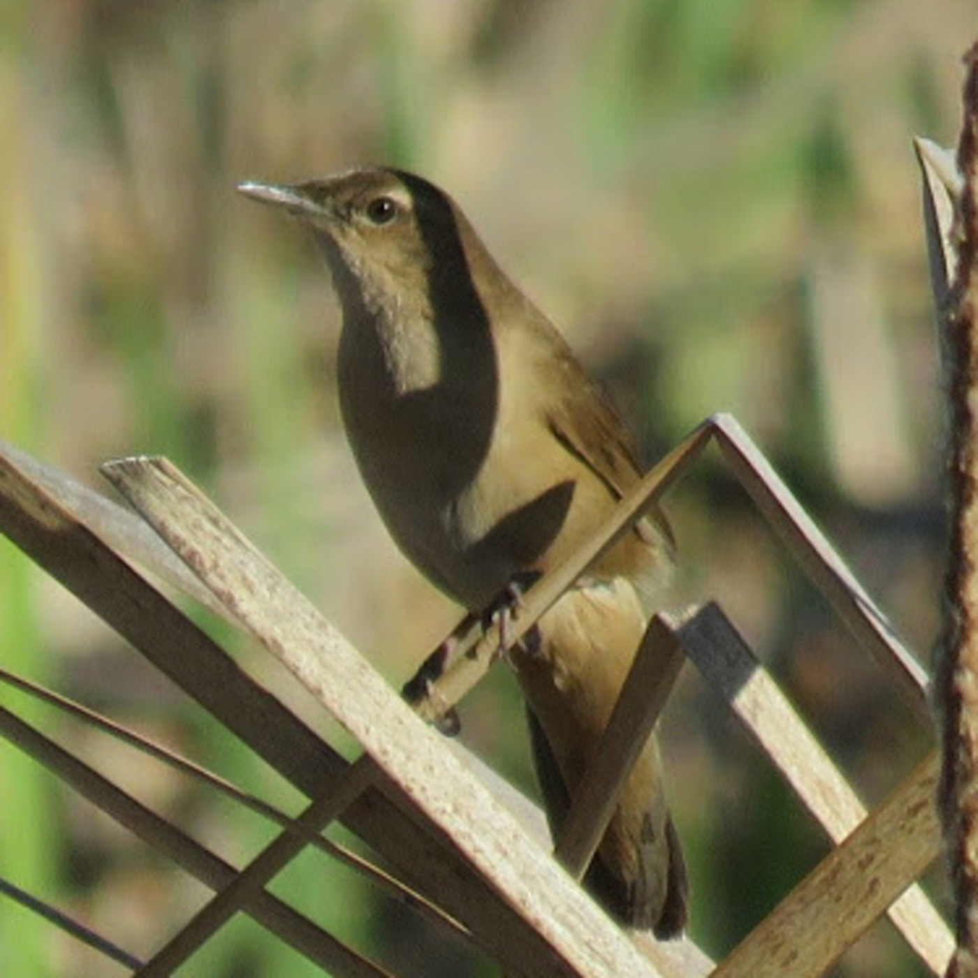Podcast birdingleon