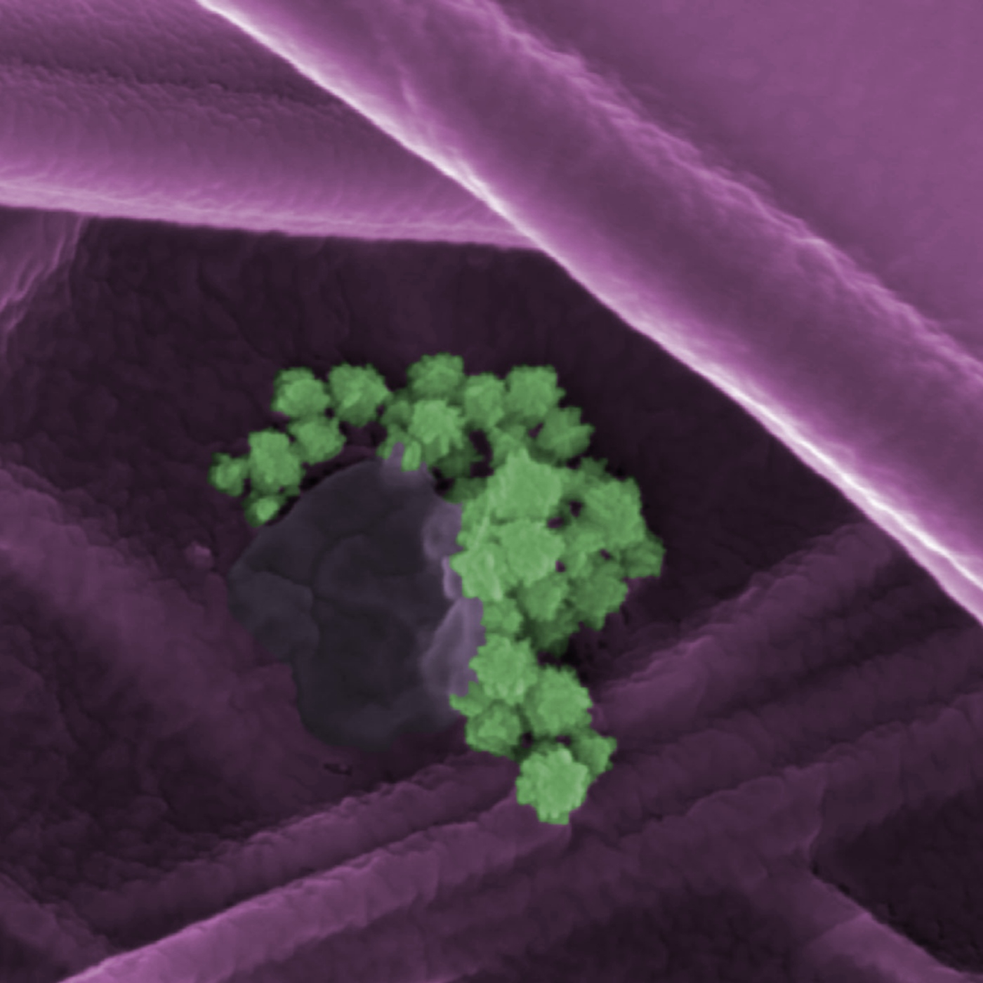 Fotciencia18