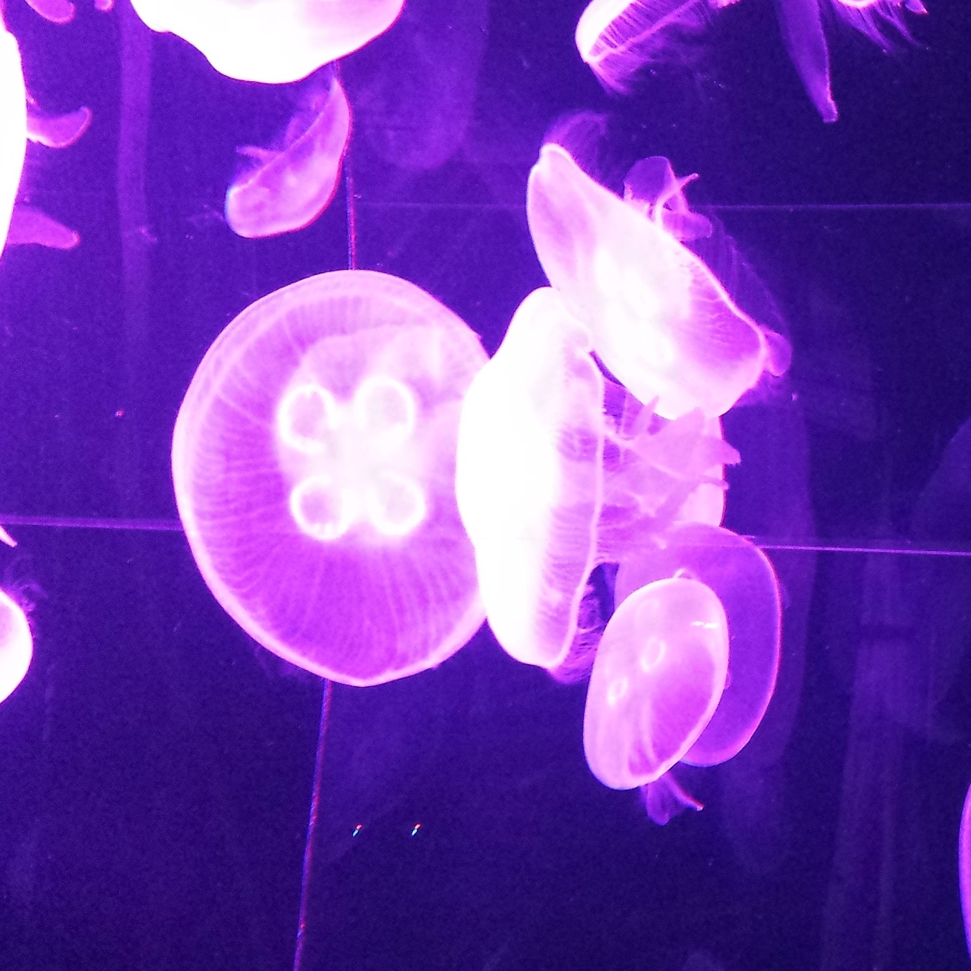 Nuestra Mente es Maravillosa